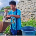 Peternak Itik Sidrap Sulap Ikan Sapu-Sapu Jadi Pakan Berdaya Hasil Tinggi