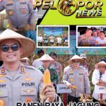 Polres Sidrap Panen Jagung Kuartal II Di Lahan Seluas 5 Hektar
