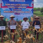 Ketua DPRD Sidrap Panen Raya Jagung bersama Forkopimda di Kulo