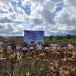 Panen Raya Jagung Serentak Kuartal II 2026, Polres dan Pemkab Sidrap Siap Perkuat Swasembada dan Tingkatkan Kesejahteraan Petani