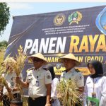Tanam Kemandirian, Panen Ketahanan Pangan : Rutan Sidrap Gelar Panen Raya