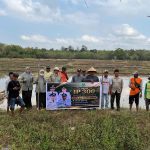 Kemarau dan El Niño Tak Patahkan Semangat Petani Sipakaenre 2 Kejar IP 300