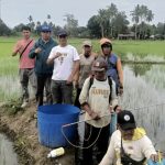 55 Hektare Sawah di Bila Riase Masuk Program IP 300, Ekonomi Petani Makin Bergairah