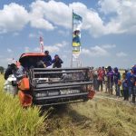 Panen Raya Abbokongang Sidrap Menggembirakan, 700 Hektare Sawah Hasilkan Puluhan Miliar Rupiah