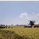 Listrik Masuk Sawah Selamatkan Sawah Tadah Hujan di Panca Lautang, Panen Capai 6,4 Ton per Hektare